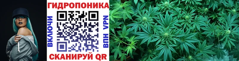 где купить наркоту  Новозыбков  Каннабис конопля 